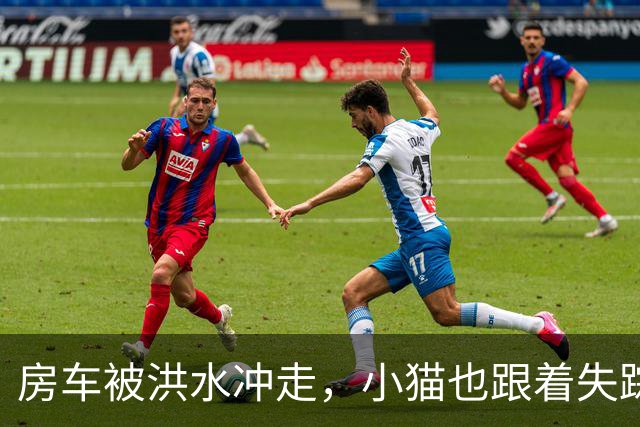 房车被洪水冲走，小猫也跟着失踪，8天后它突然回家了，全家人都哭了